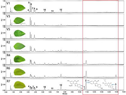 A Potential Role of Coumestrol in Soybean Leaf Senescence and Its Interaction With Phytohormones